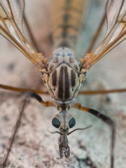 Tipula pseudovariipennis