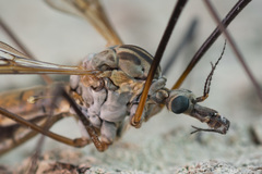 Tipula pseudovariipennis