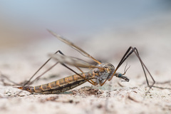 Tipula pseudovariipennis