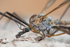 Tipula pseudovariipennis
