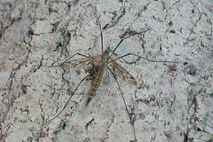 Tipula pseudovariipennis