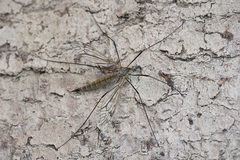 Tipula pseudovariipennis
