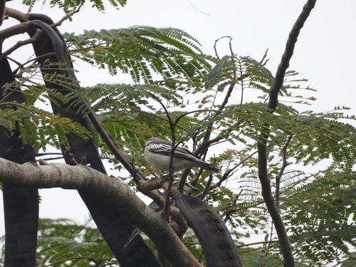 Pied Triller (Lalage nigra), photo 8