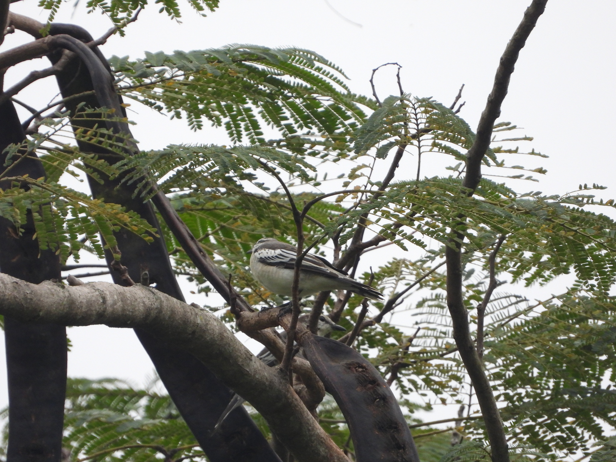 Pied Triller (Lalage nigra), photo 6