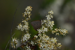 Paralucia pyrodiscus