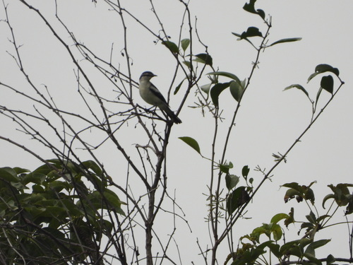 Pied Triller (Lalage nigra), photo 2