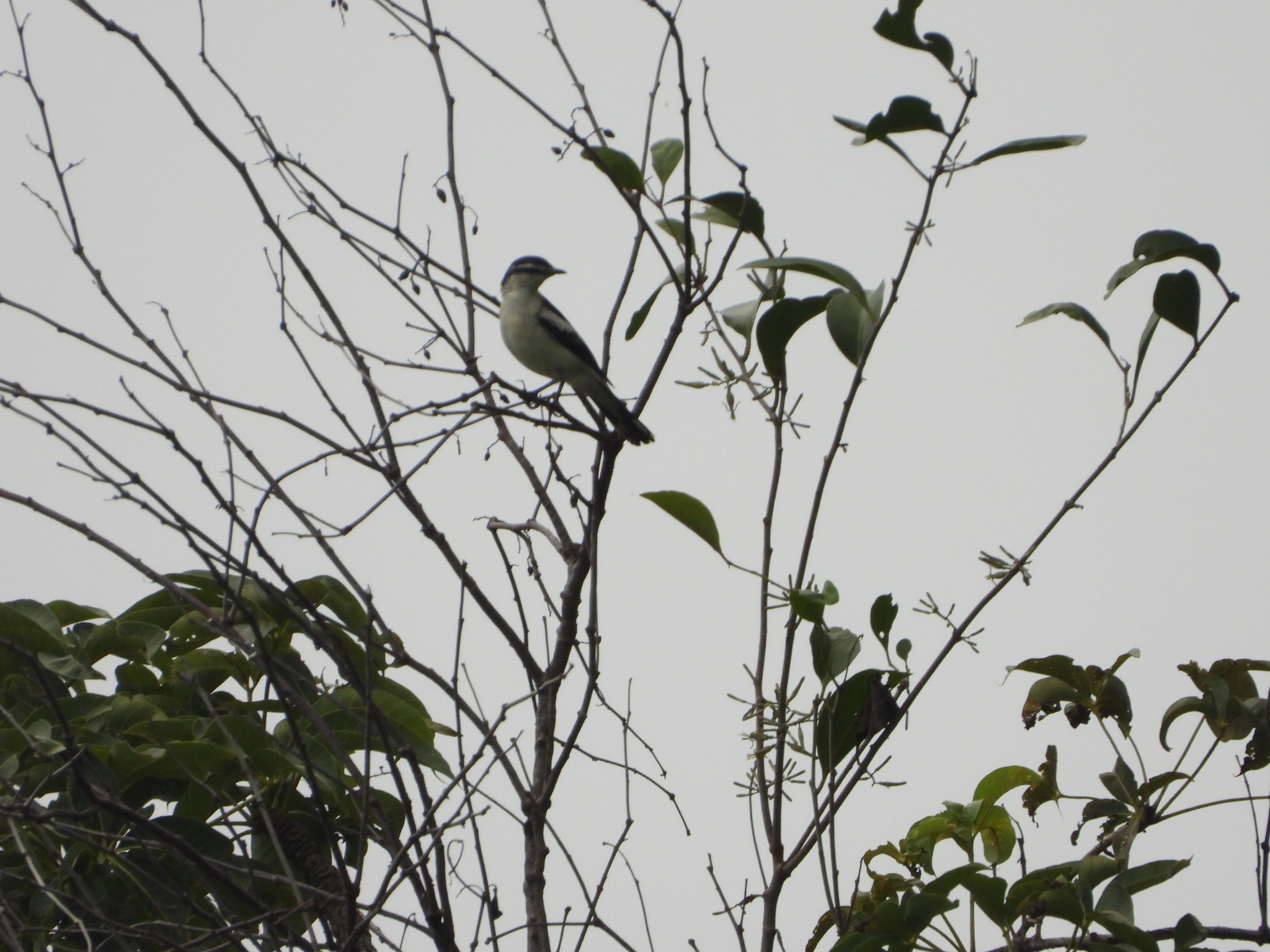 Pied Triller (Lalage nigra), photo 2