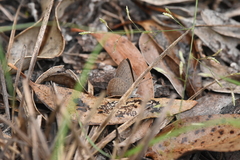 Paralucia pyrodiscus