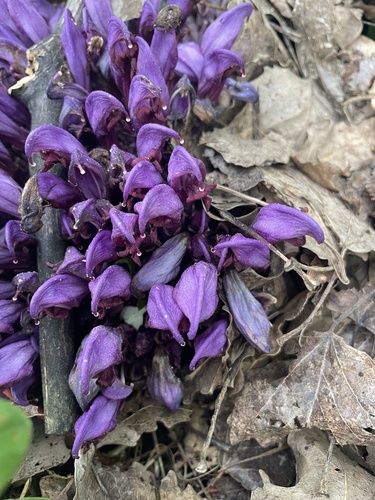 Purple Toothwort