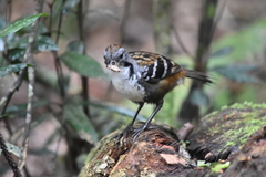 Australian Logrunner photo 4