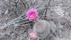Echinocereus pectinatus pectinatus