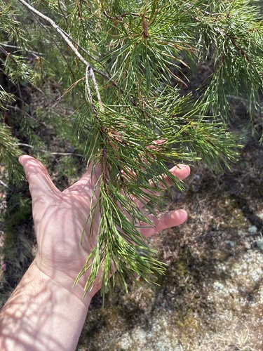 Virginia pine (Pinus virginiana)