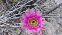 Echinocereus pectinatus pectinatus