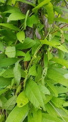 Xenostegia tridentata