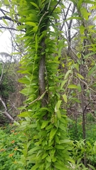 Xenostegia tridentata