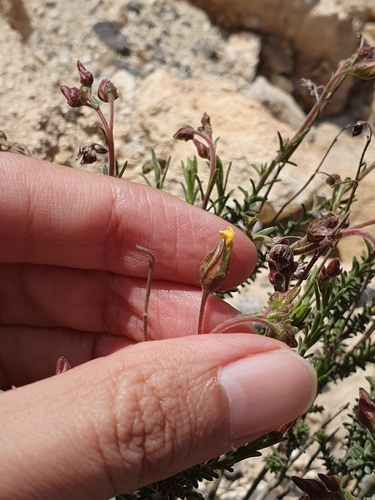 Fumana scoparia (Fumana scoparia)