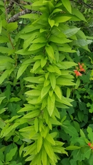 Xenostegia tridentata