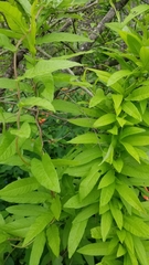 Xenostegia tridentata
