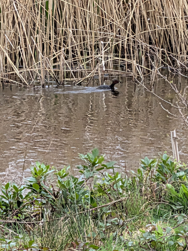 iNaturalist: (c) endlessbug, some rights reserved (CC BY-NC) iNaturalist image