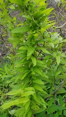 Xenostegia tridentata
