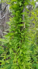 Xenostegia tridentata