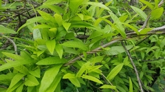 Xenostegia tridentata