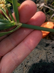 Cyperus alterniflorus