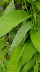 Xenostegia tridentata