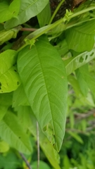 Xenostegia tridentata