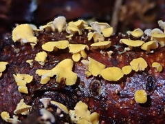 Lachnellula agassizii