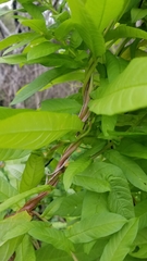 Xenostegia tridentata