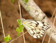 Belenois gidica abyssinica