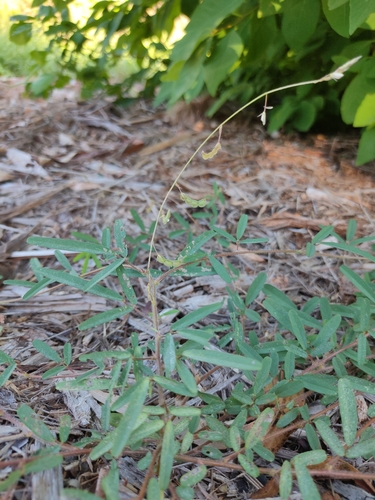 narrow necklace pea (Grona filiformis)