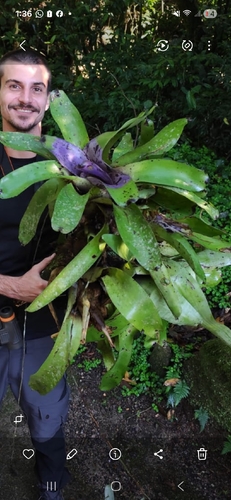 Neoregelia concentrica