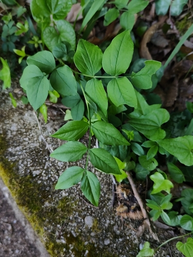 Venetian vetchling (Lathyrus venetus)