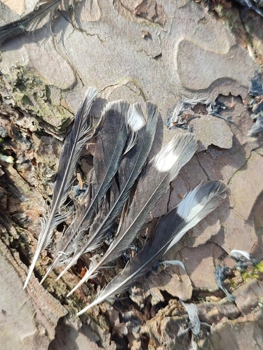 Plume de Sittelle torchepot