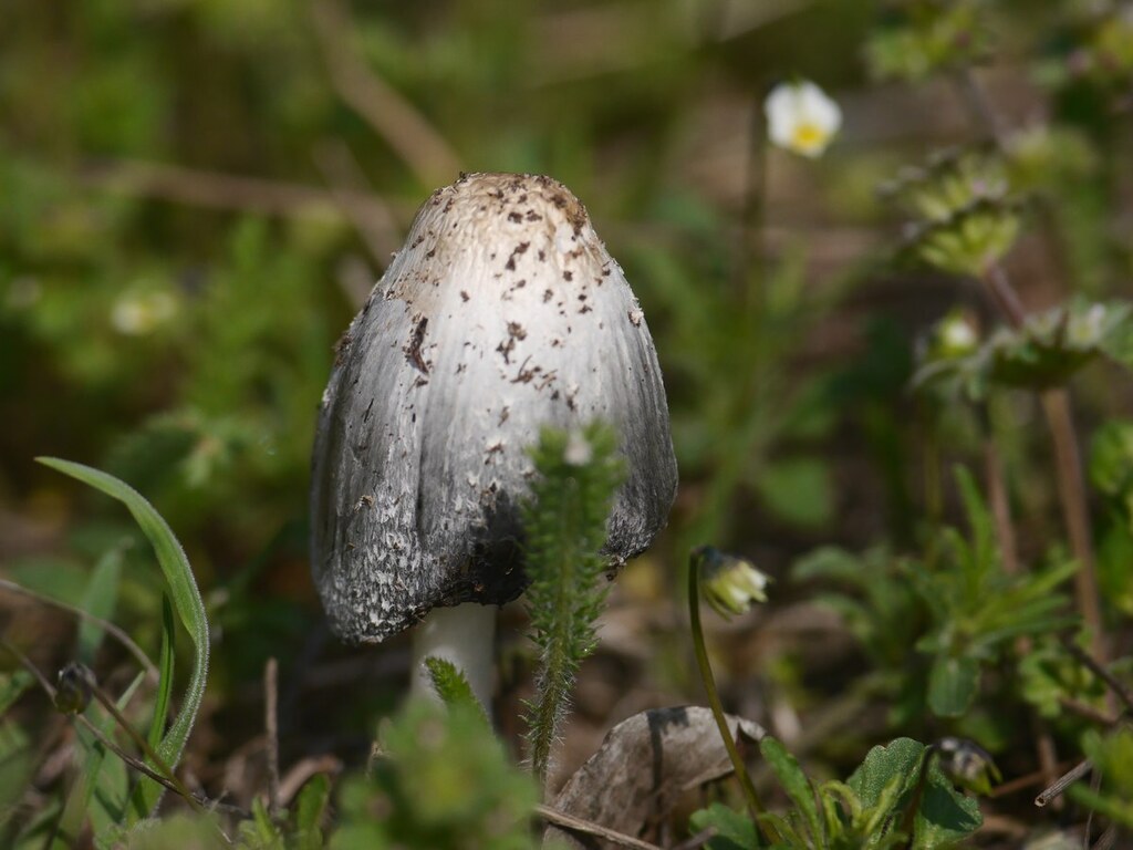 Coprinus comatus · April 2026 · photo: © efarilis (iNaturalist, cc-by)