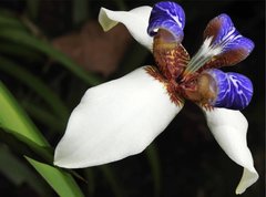 Trimezia gracilis