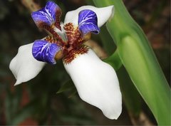 Trimezia gracilis
