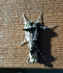 Archaeoses polygrapha