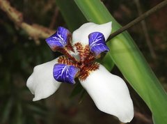 Trimezia gracilis