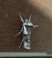 Archaeoses polygrapha