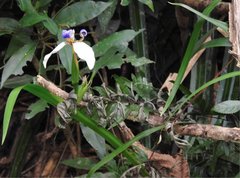 Trimezia gracilis