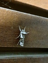 Archaeoses polygrapha