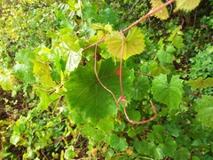 Vitis rotundifolia