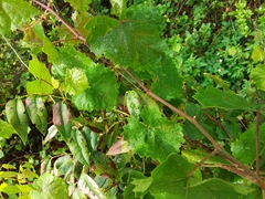 Vitis rotundifolia