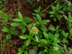 Spermacoce verticillata