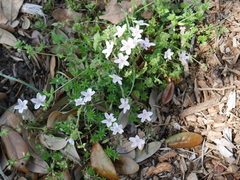 Claytonia virginica