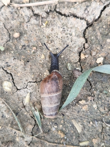 Rumina decollata