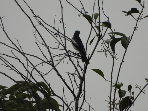 Pied Triller (Lalage nigra), photo 3